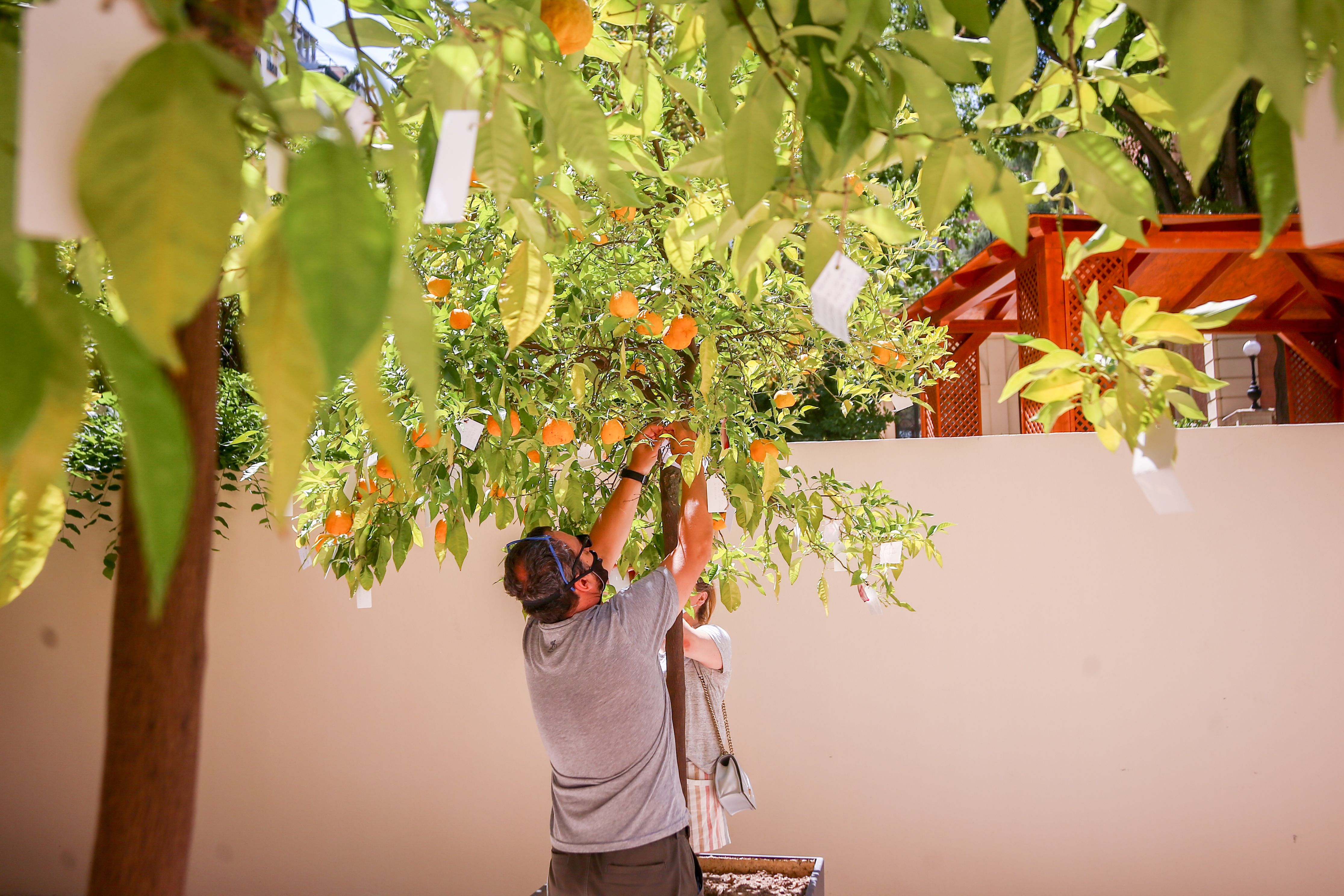 'Wish Tree’, el proyecto interactivo de Yoko Ono para anudar deseos en ramas de naranjos. Foto: Europa Press