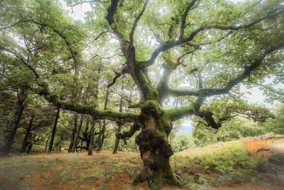 Roble de Los Manederos. Piedralaves, Ávila