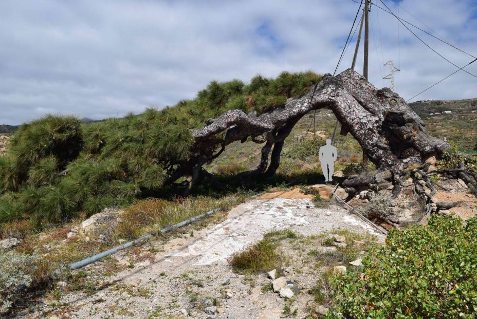 Pino Esrengado, en Arico (Tenerife)