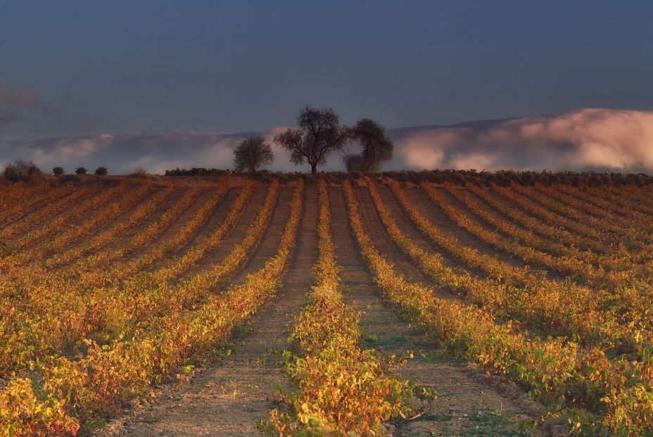 Viñedos La Rioja