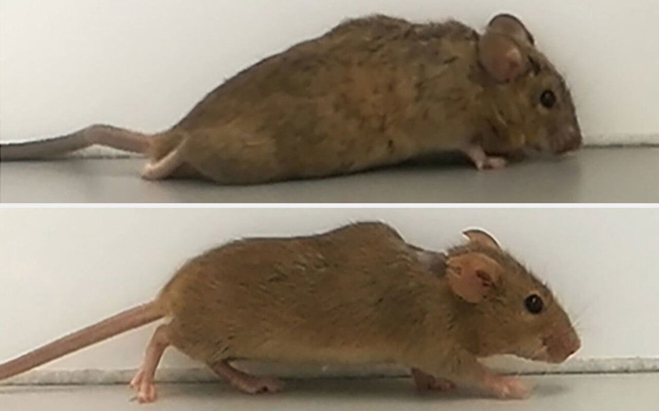 Hito científico: consiguen que ratones parapléjicos vuelvan a caminar