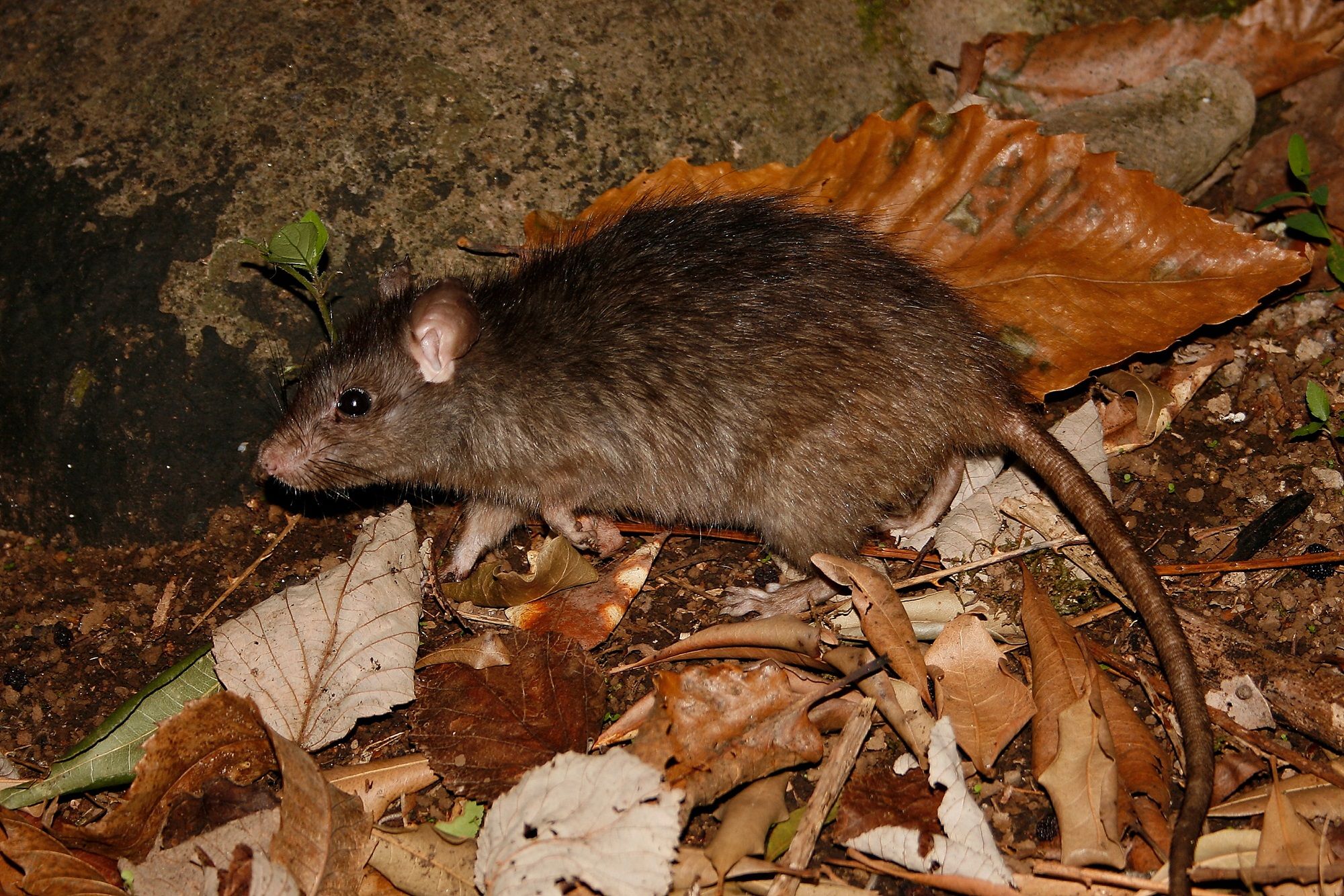 Alertan de la expansión de la rata negra por Madrid