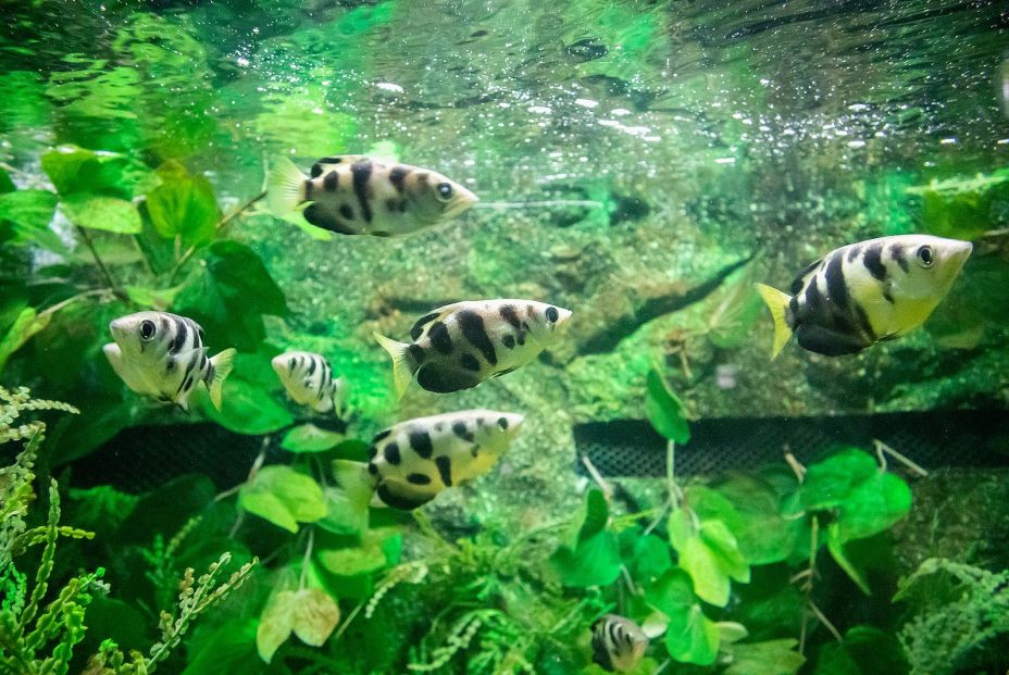 peces arquero en acuario