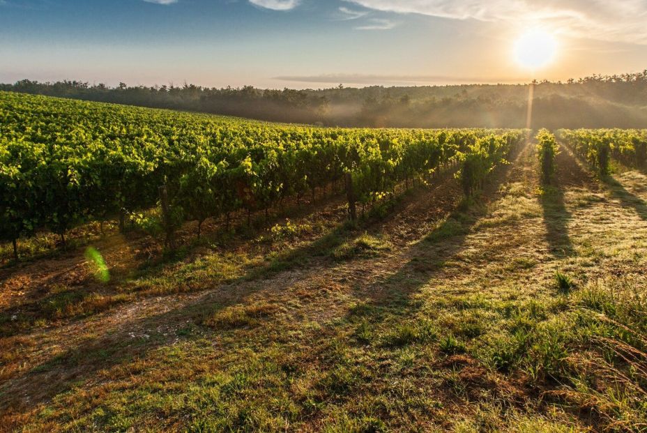 Rutas del vino murciano: Jumilla. Viñedos de Bodegas Salzillo en Jumilla. Foto Bodegas Salzillo