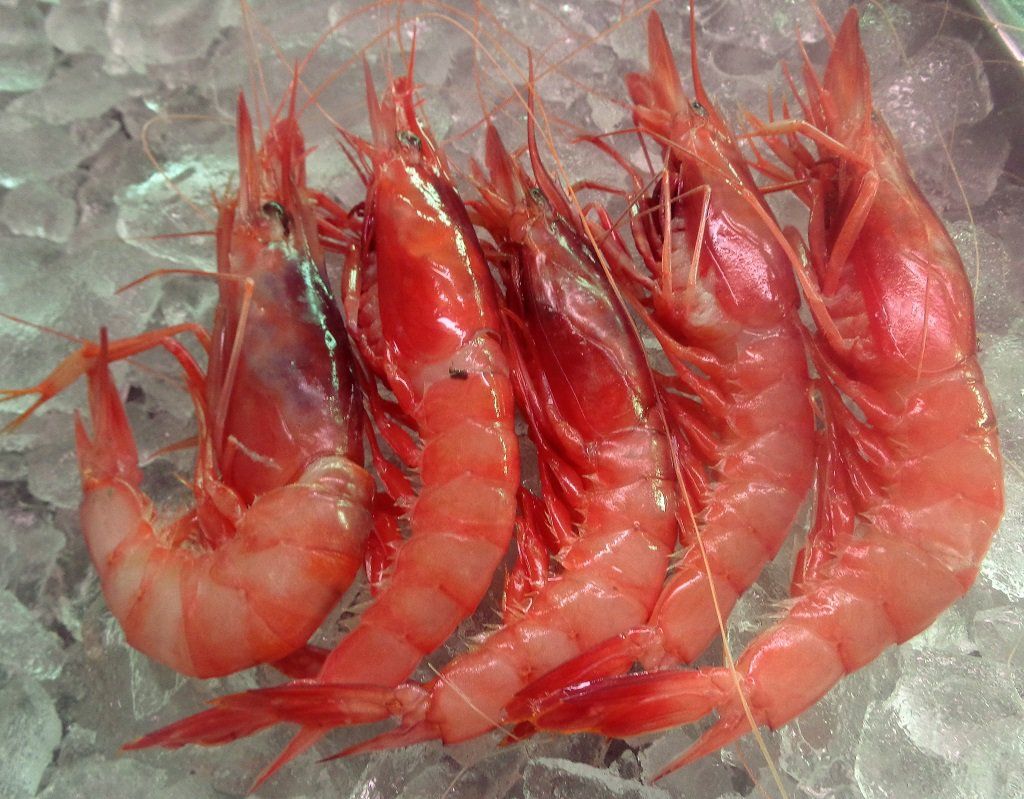 gamba roja de aguilas