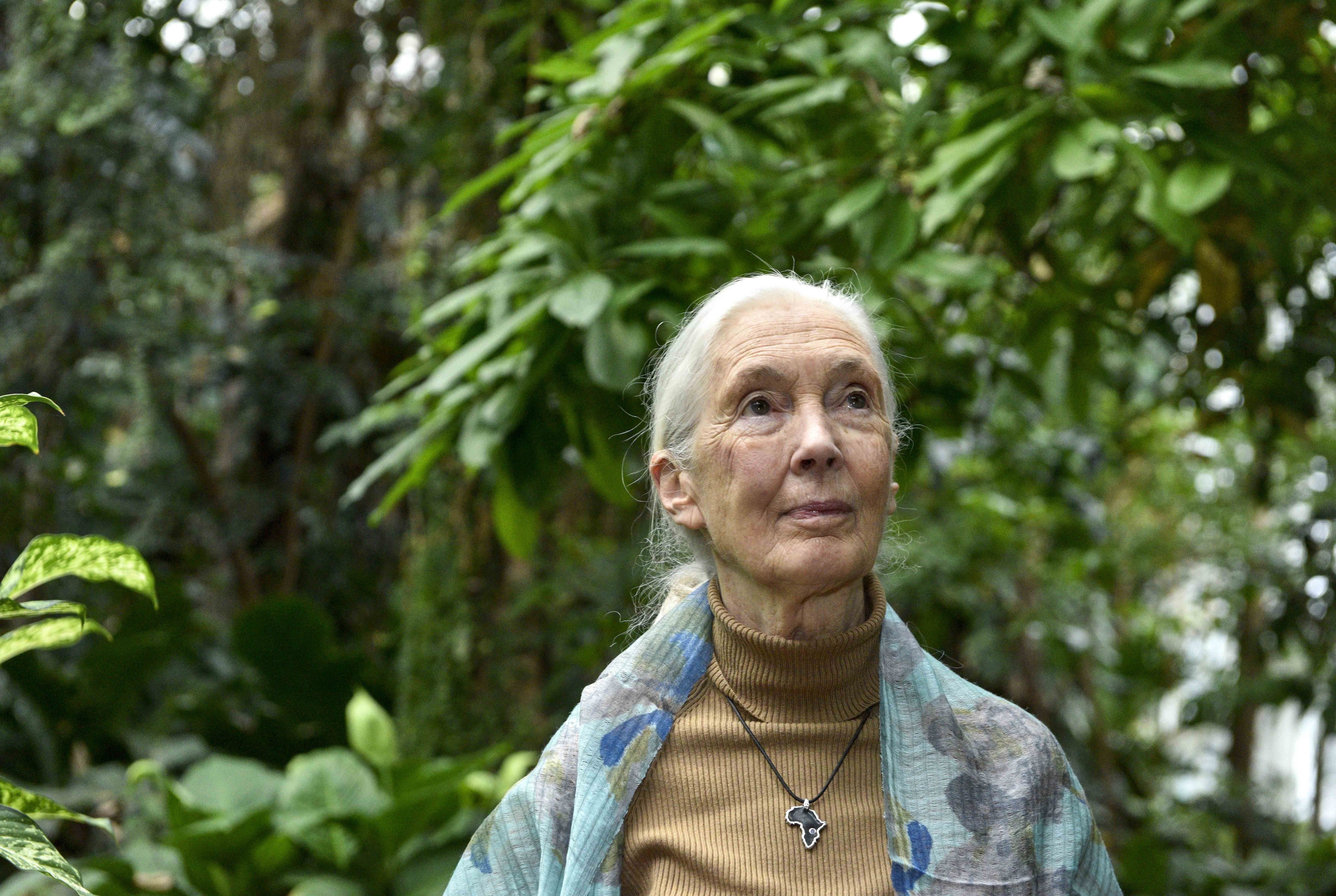 Jane Goodall cumple 88 años: "Me quedo sin tiempo y debo dar buen uso a mis últimos años"